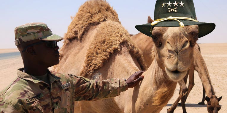 The bizarre yet true story of how the US Army tried to conquer the American West with camels