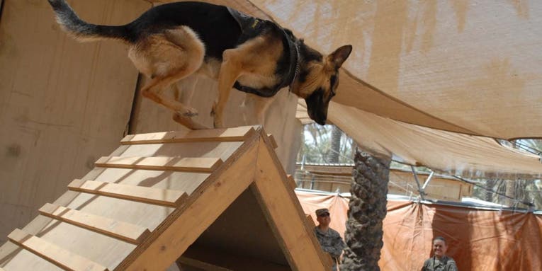 These are some of the greatest military working dogs in history