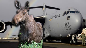 Here’s why the Air Force’s workhorse C-17 is called ‘the Moose’
