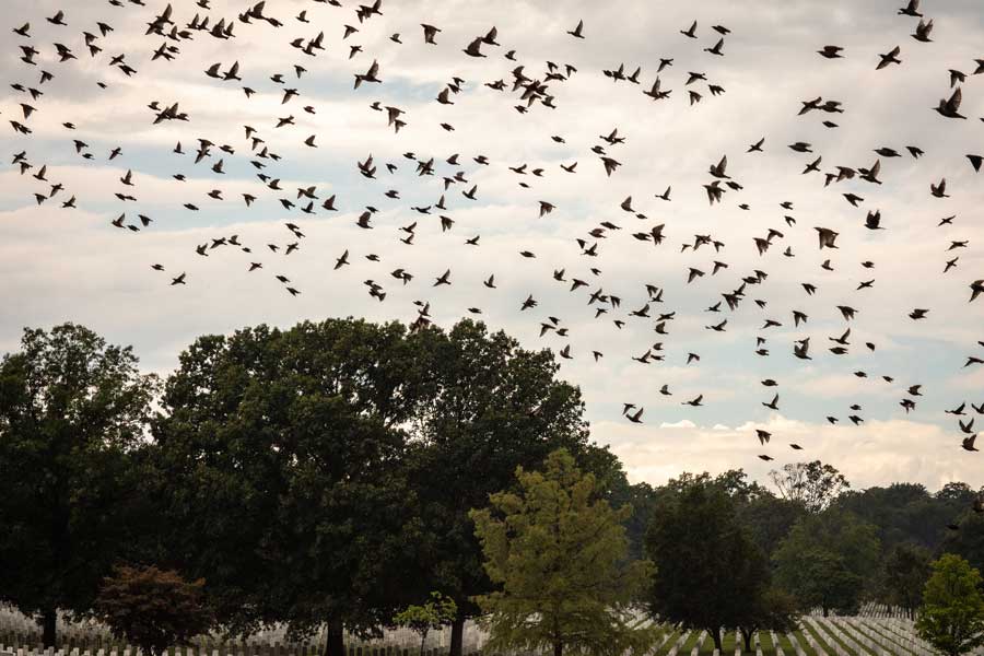 Birds fly through Arlington National Military cemetery following a thunderstorm. (Photo by Eliot Dudik, for The War Horse.)