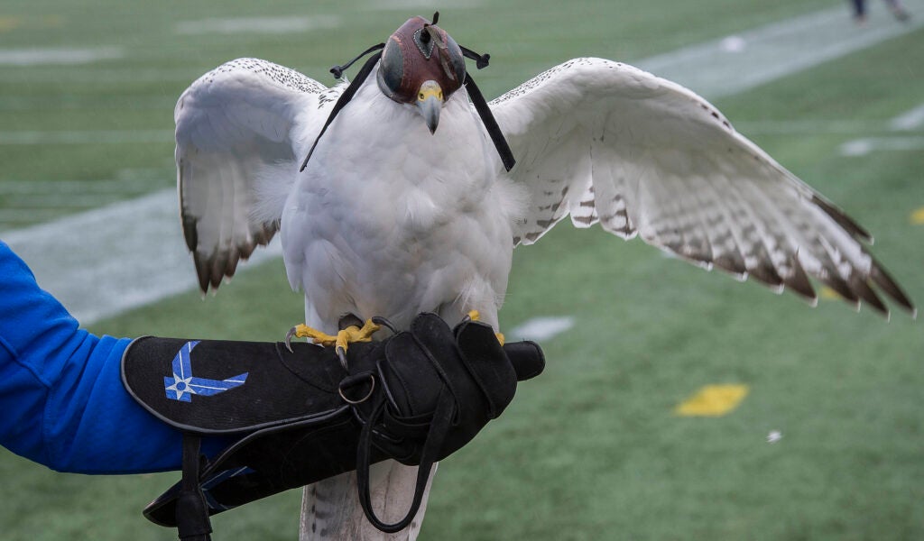 Air Force Academy Cadet 3rd Class Haley Spletzer and Academy Mascot Aurora, a gyr falcon, check out the Naval Academy Midshipmen mascots prior to the start of the sister service gridron rivalry at the Navy-Marine Corps Memorial Stadium in Annapolis, Md., Oct., 3, 2015. Secretary of the Air Force Deborah Lee James and Air Force Chief of Staff Gen. Mark A. Welsh III were also on hand to cheer on the Air Force Academy Falcons. (U.S. Air Force photo/Jim Varhegyi)