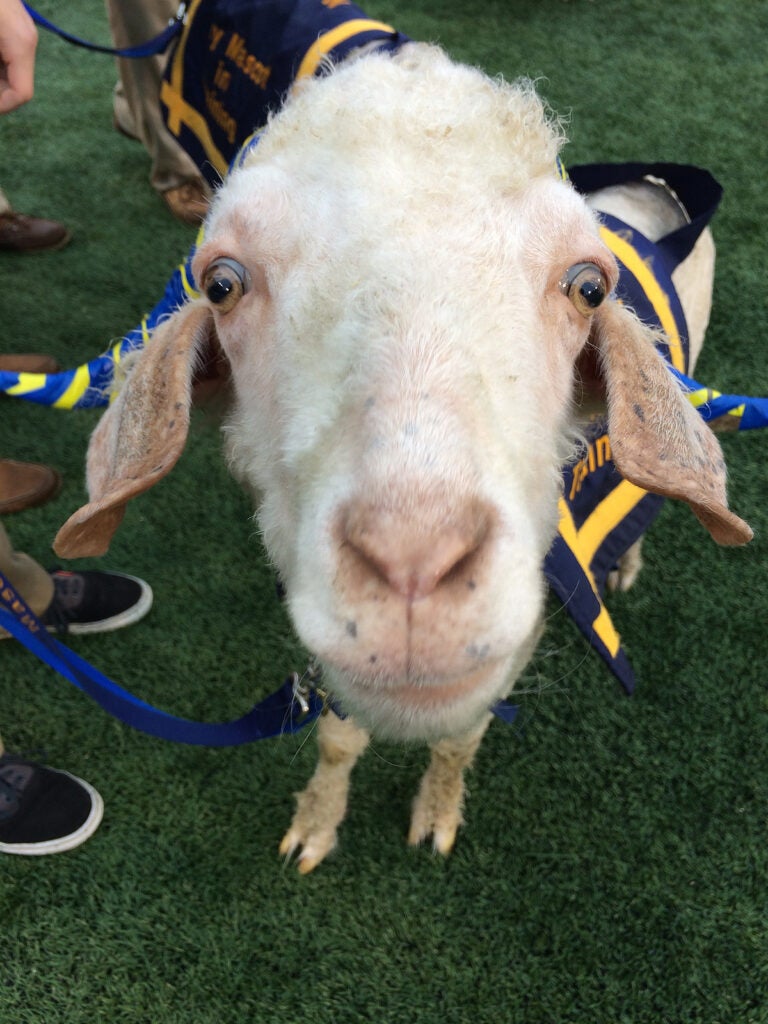 In this undated photo released by the U.S. Naval Academy, Navy football mascot Bill 36 looks into a camera, in Annapolis, Md.  The Angora goat apparently sickened from eating toxic vegetation has been cleared for duty for the Dec. 12, 2015, Army-Navy Game in Philadelphia. Bill 36 began Naval Academy mascot training this season. (Jennifer M. Erickson/U.S. Naval Academy via AP)