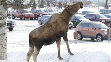 How Air Force police get giant moose out of traffic in Alaska