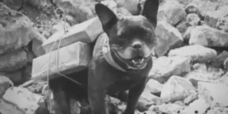 Meet the very good boy who brought smokes to soldiers in the trenches of WWI