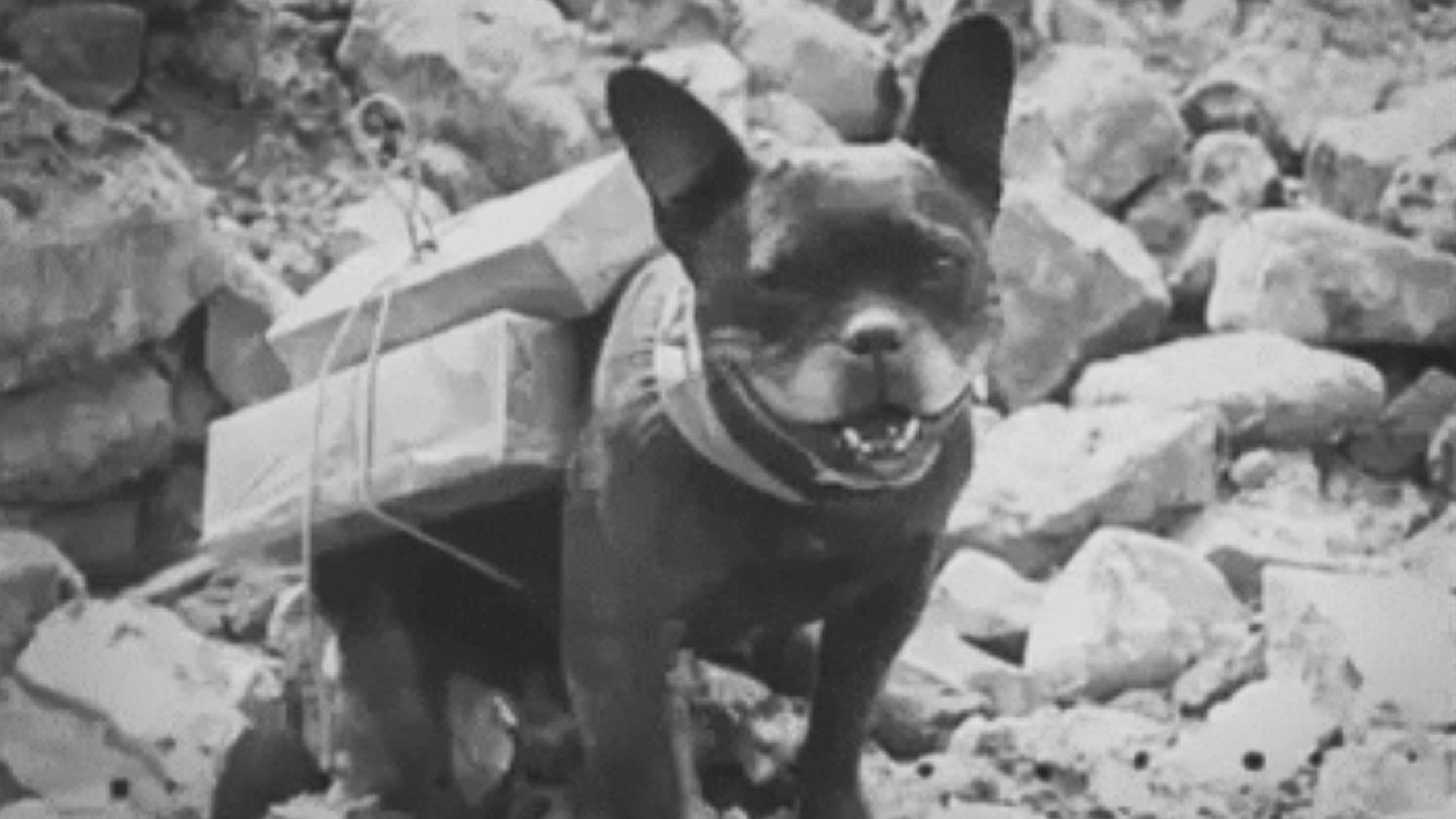 'Mutt,' a World War I dog that brought cigarettes to troops fighting in the trenches.