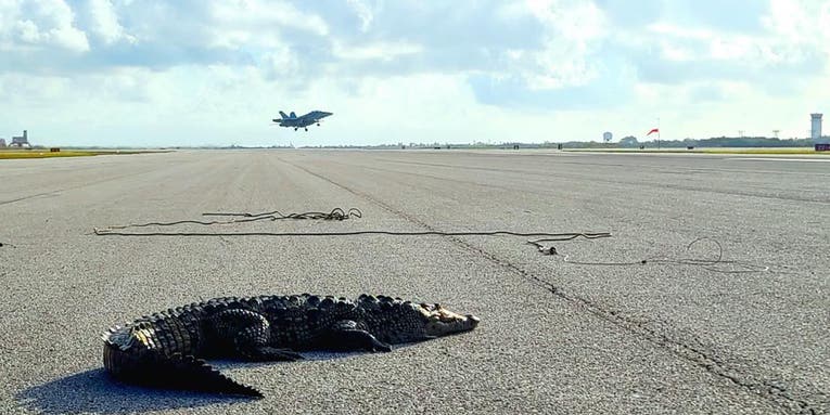 A sunbathing crocodile shut down the runway at a Florida naval air station