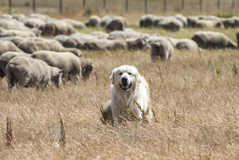 A dog guides sheep around the fields of Travis Air Force base. (U.S. Air Force photo by Heide Couch) 
