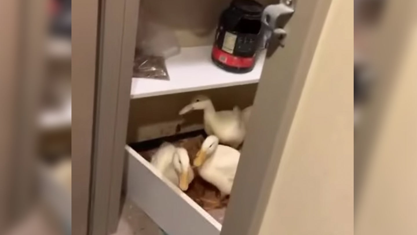 Ducks, yes ducks, in one Marine's barracks room. (Photo composite via Instagram)