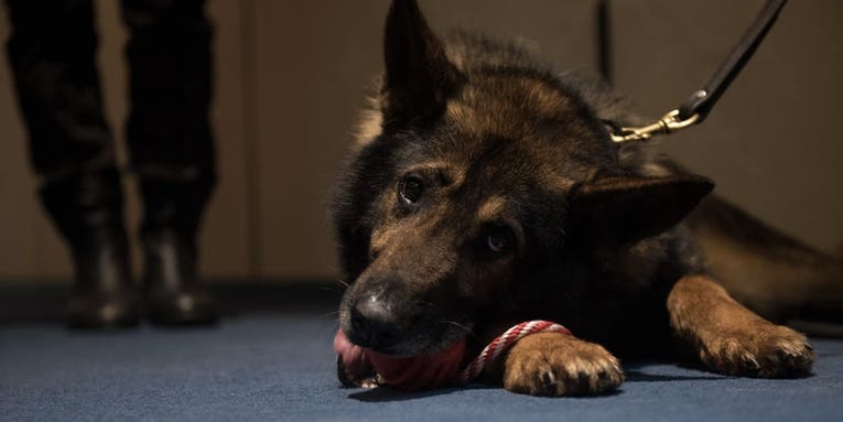 There’s a disturbing trend of animal cruelty reports at multiple US military bases