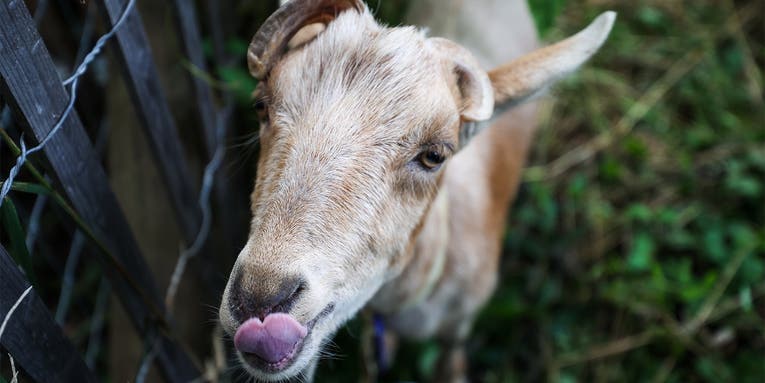 Ukraine’s new (and probably fake) war hero is a goddamn goat