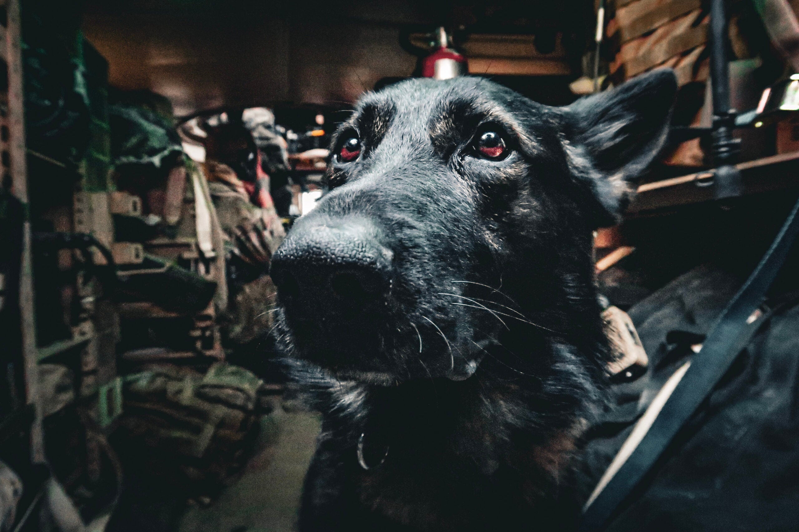 EOD commander reunited with working dog 3 years after patrolling in Afghanistan together