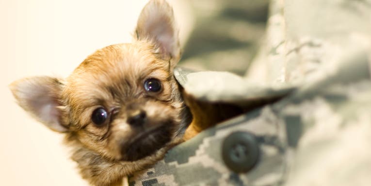 The Air Force is very sorry about killing your pets