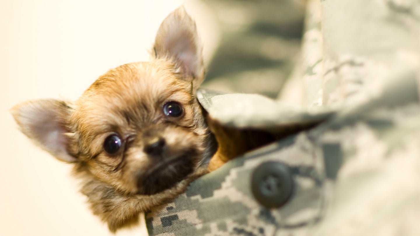 Fuzzy, an 8-week-old chihuahua puppy gets some love and attention from an airman stationed at Hurlburt Field, Fla., Oct. 31, 2012. (U.S. Air Force photo/ Tech. Sgt. Vanessa Valentine)