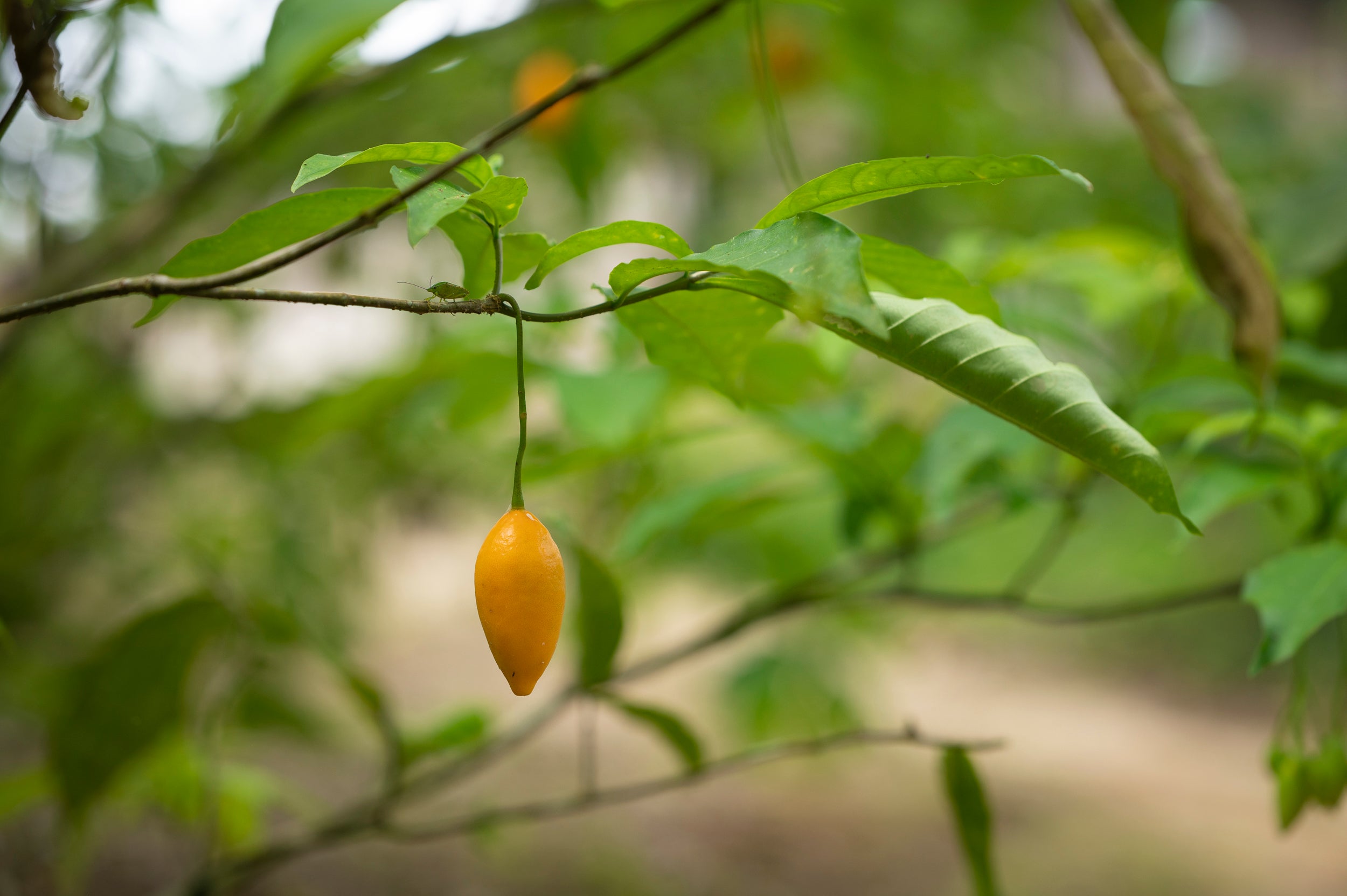 The fruit of the Tabernanthe iboga shrub grows near the Iboga Retreat Center in Gabon, Africa. Photo by Ethan E. Rocke