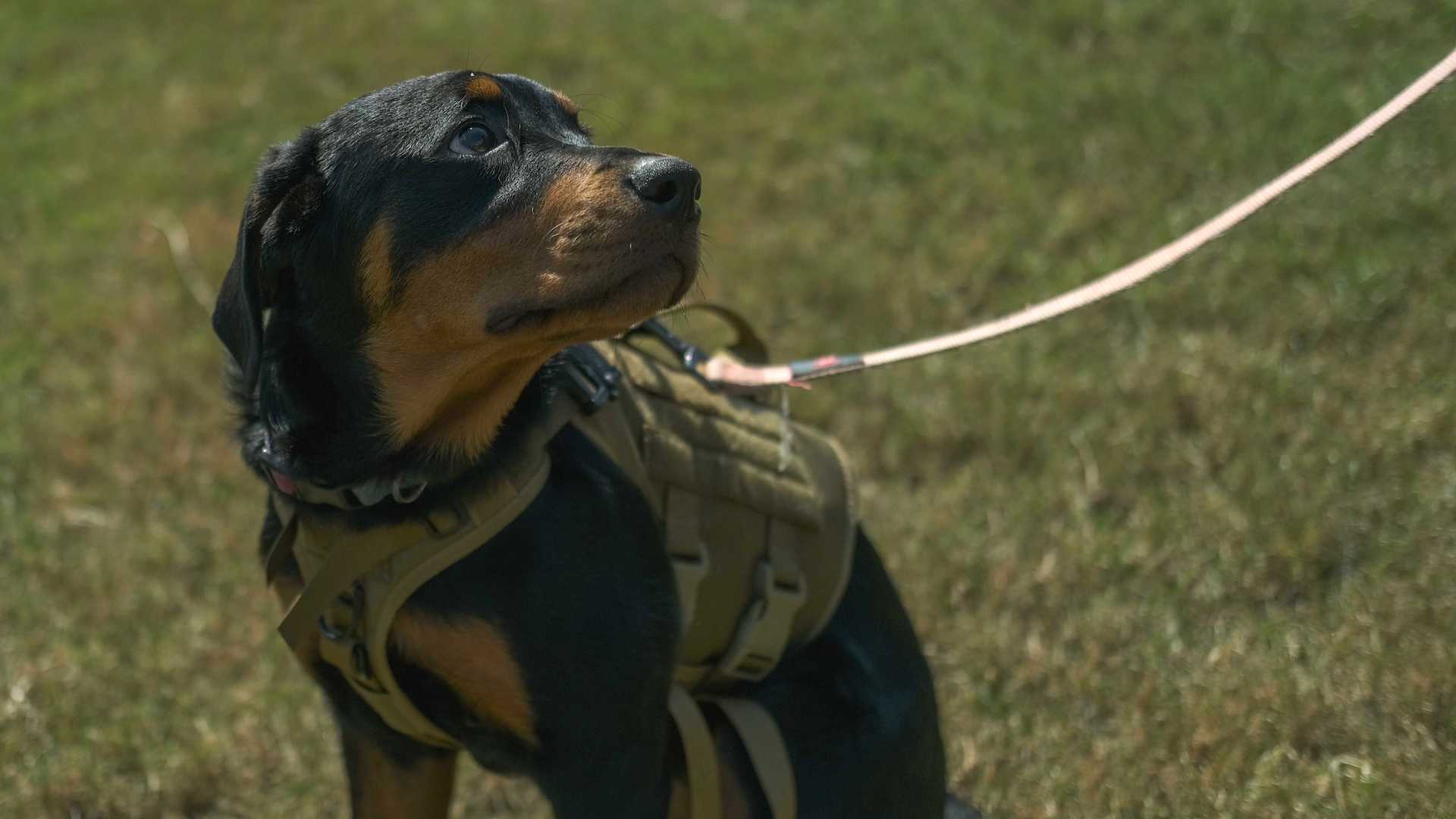 Heritage V2 Training Vest - Dog and Field