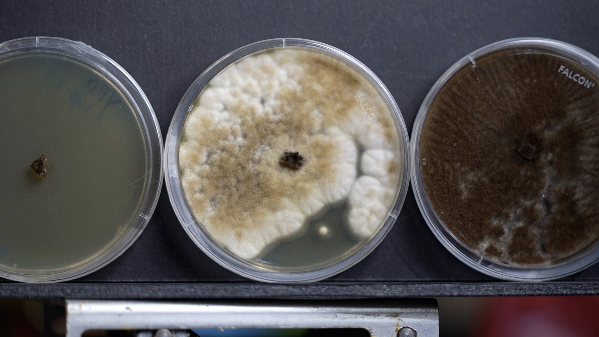 Three samples of Aspergillus niger fungus are shown at different growth durations at the U.S. Naval Research Laboratory (NRL), Washington, D.C. August 15, 2022. The fungal biology research team at NRL uses Aspergillus niger to study the roles of melanin and DNA repair on adaptation and survivability of microorganisms in deep space. (Sarah Peterson/U.S. Navy)