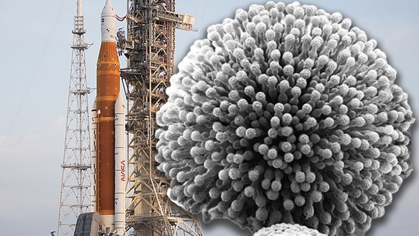 Task & Purpose photo composite. Background: NASA's Space Launch System with Orion spacecraft aboard seen on its mobile launcher at Kennedy Space Center, Florida, Aug. 17, 2022 (Joel Kowsky/NASA). Foreground: Aspergillus niger prepared using the freeze drying method (Mogana Das Murtey and Patchamuthu Ramasamy, Wikipedia Commons)