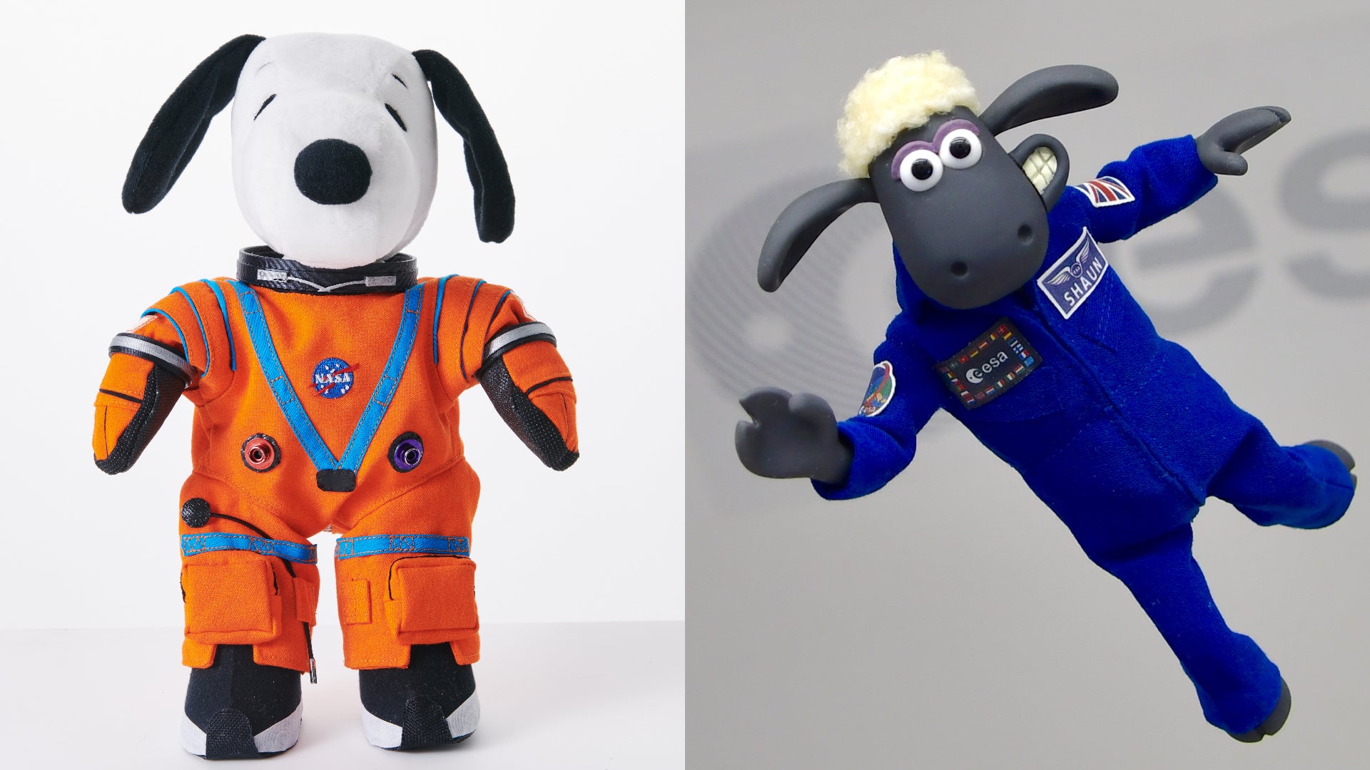Left: Snoopy as a zero gravity indicator (NASA photo) Right: Shaun the Sheep on the special Airbus ‘Zero G’ A310 aircraft during one of its parabolic flights in 2019. (ESA Photo)