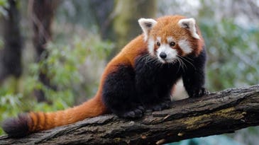 Why Army scientists were called in to investigate the death of a Red Panda at the National Zoo