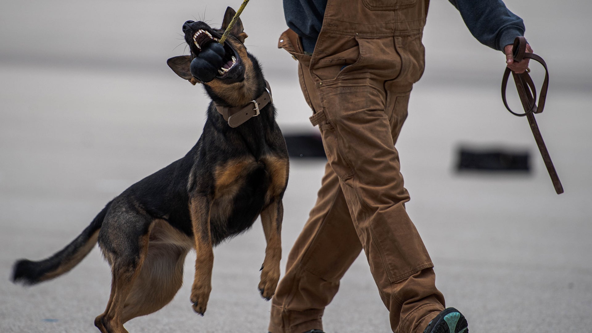 A U.S. Air Force Military Working dog plays with its handler after demonstrating its search and alert skills during the Military Working Dog Expo, November 18, 2022, on Lackland Air Force Base, Texas. This is the first Military Working Dog Expo put on by the 341st Training Wing and is designed to allow dogs and their handlers to show off their capabilities and training. (U.S. Air Force Photograph by Airman 1st Class Erin V. Currie)