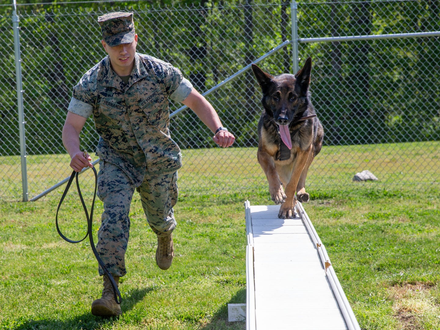 Marine working dog handler working with his canine on an obstacle course.