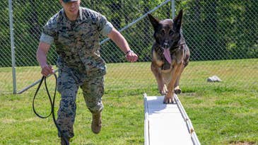 The Military Working Dog Handler Course: Everything you need to know
