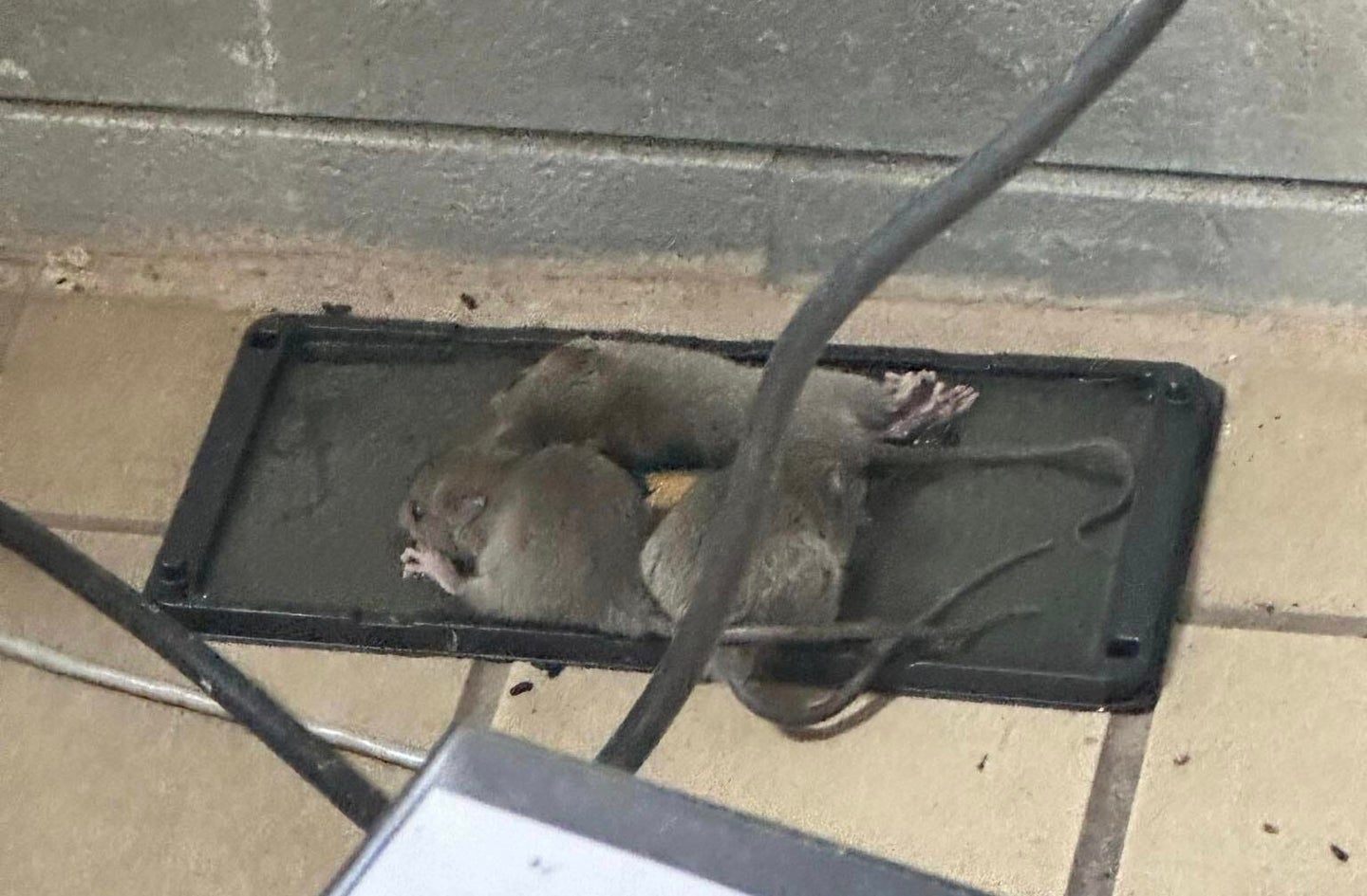 A dining facility on Barksdale Air Force Base, Louisiana, was closed indefinitely as photos circulated online of what appeared to be a swarm of rats in the facility. Photo from social media.