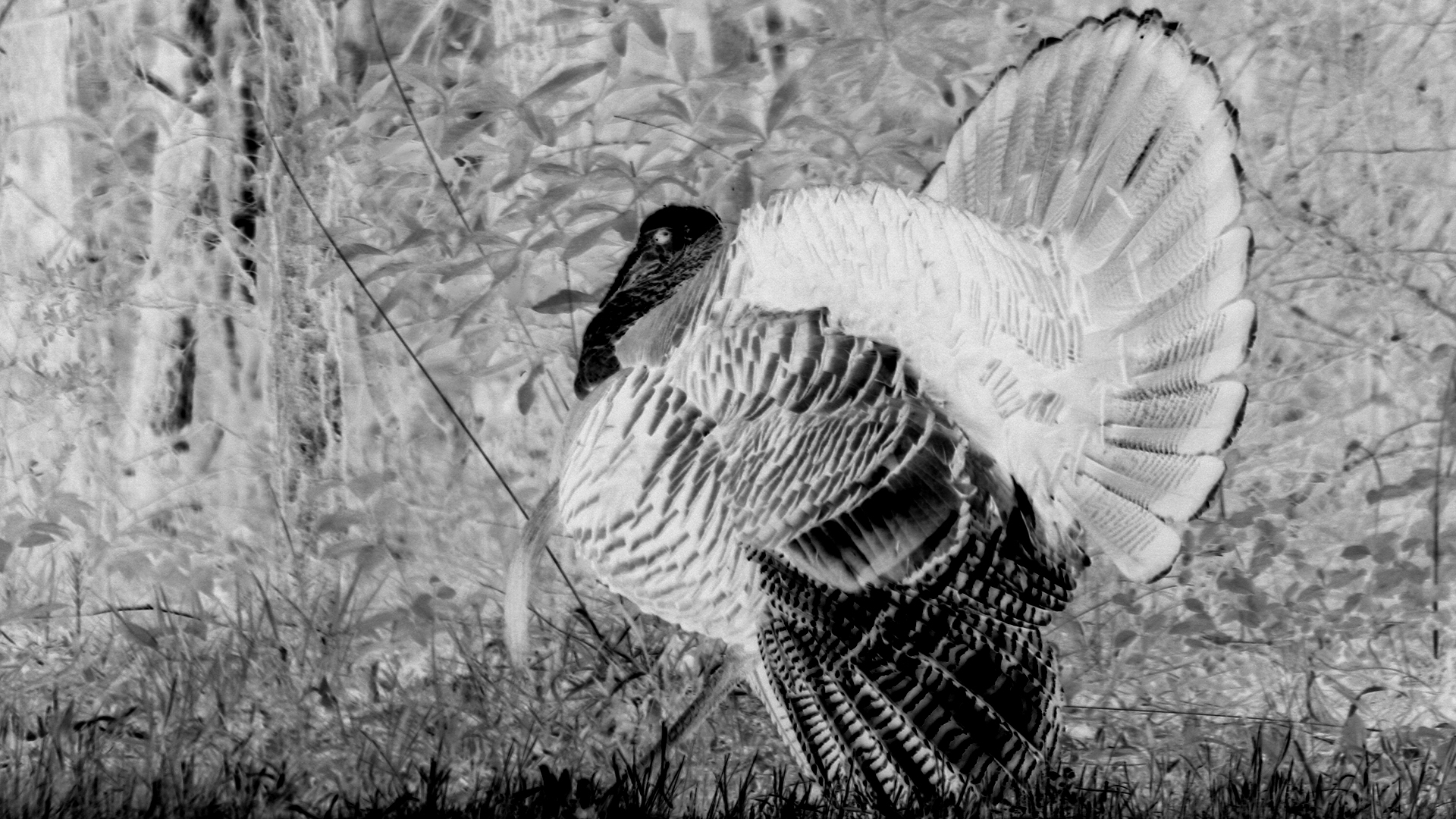 turkey hunt