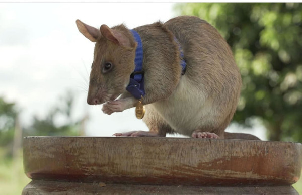 This adorable little rat is trained to sniff out landmines — and he’s way better than EOD