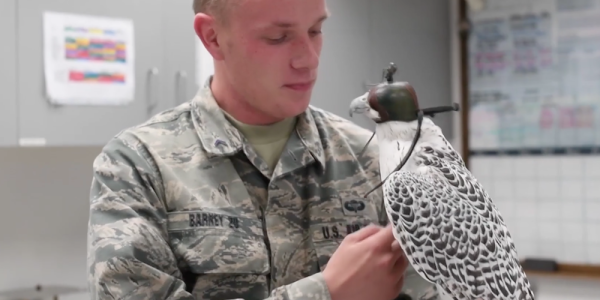 The Air Force Wants To Use Falcons To Punch Drones Out Of The Sky