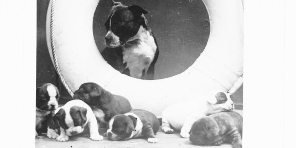 The Many Dogs Of The USS Texas