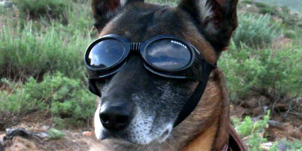 Sure, All Dogs Look Good in Sunglasses, But This One…