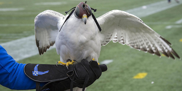 Air Force Academy Mascot Suffered ‘Life-Threatening Injuries’ During West Point Prank