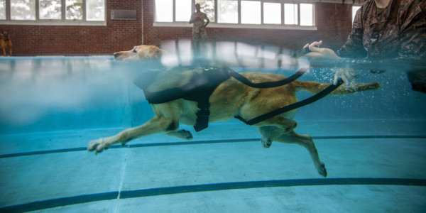 Friday Dog: In the Marines, Even Dogs Must Swim