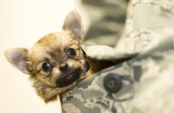 8 Photos Of Deployment Puppies That Will Make Your Day Better