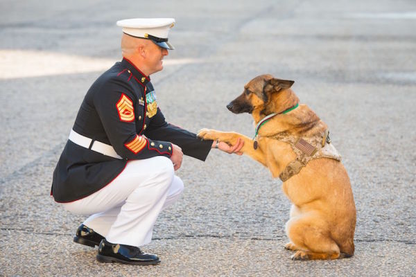 US Marine Corps Bomb-Sniffing Dog Receives Top Award For War Animals