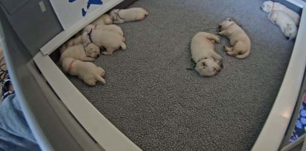 Watch Live: Puppies That Will Grow Up To Be Service Dogs