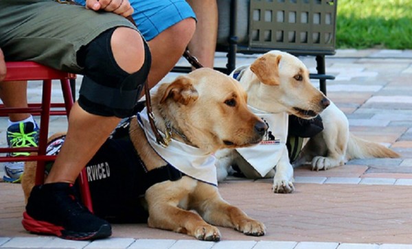 This Is What It Takes To Be A Warrior’s Service Dog
