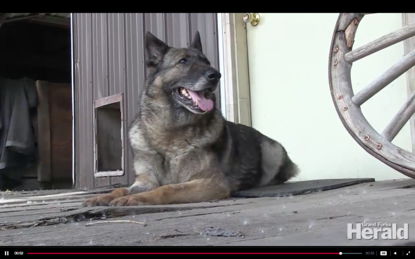 For This Hero Dog, ‘Going To The Farm’ Is A Good Thing