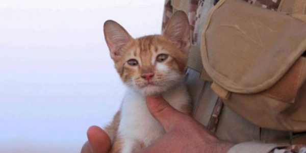 Adorable Kitten Becomes Unlikely Poster Child Of The Islamic State