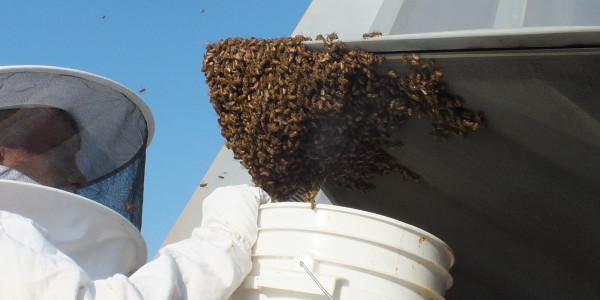 This F-22 Raptor Was Grounded After Being Invaded By 20,000 Honey Bees