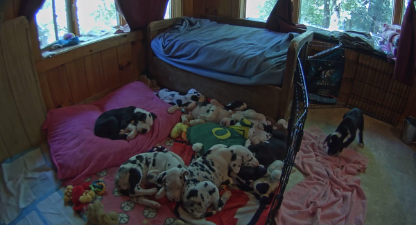 Watch Live: These Great Dane Puppies Will Grow Up To Be Service Dogs