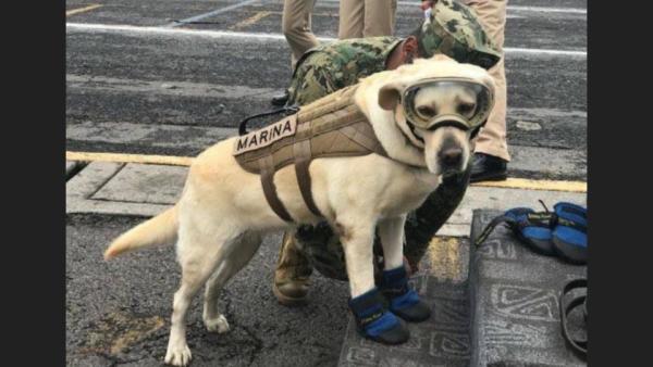 Frida The Rescue Dog Is Saving Lives After Mexican Earthquake