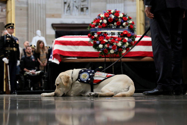 President George H.W. Bush’s service dog has a new job cheering up wounded troops at Walter Reed