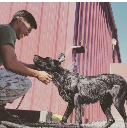 Feast your eyes on these 9 very good and adorable military dogs for National K-9 Veterans Day