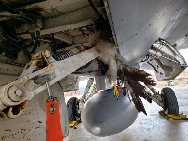 An F-16 Fighting Falcon fought a hawk and won