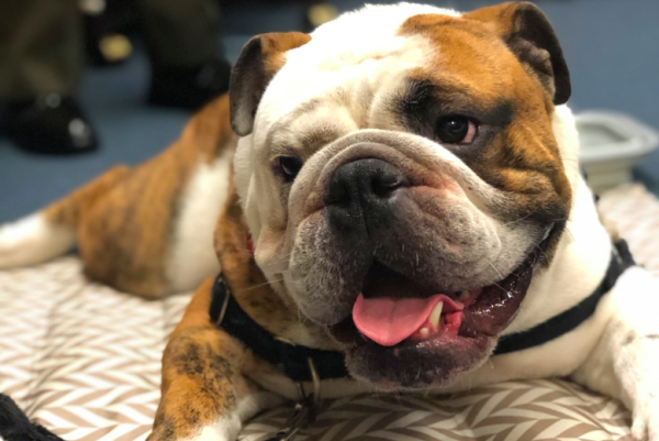 The best boy in the Marine Corps, Chesty XV, is living the good life