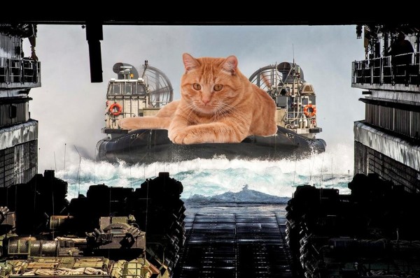 We talked to the unsung hero behind all those Military Giant Cat memes