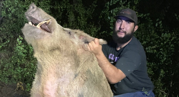 This 400-pound feral hog is one of more than 1,200 that have invaded a Texas Air Force base since 2016
