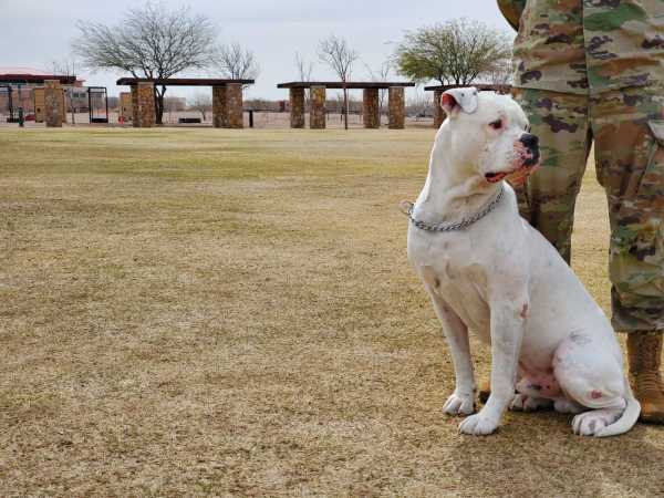 Meet Cooper Chester X, mascot of the Bulldog Brigade and Fort Bliss’ very good boy